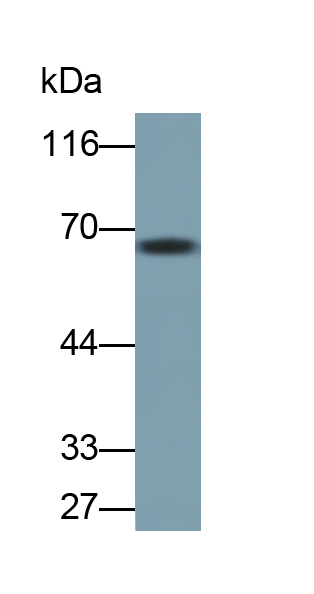 Monoclonal Antibody to Osteopontin (OPN)
