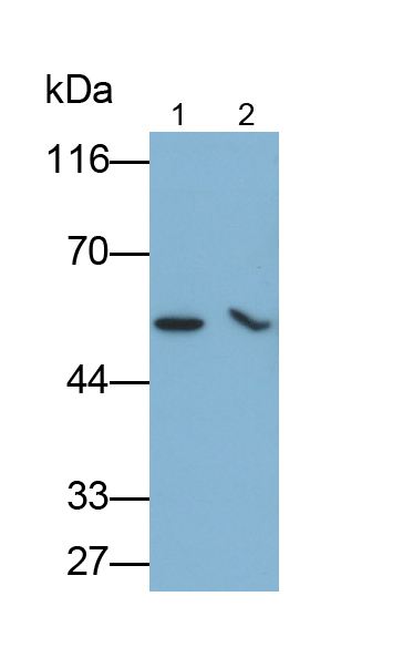 Monoclonal Antibody to Osteopontin (OPN)