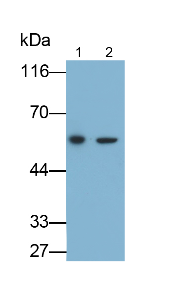 Monoclonal Antibody to Osteopontin (OPN)