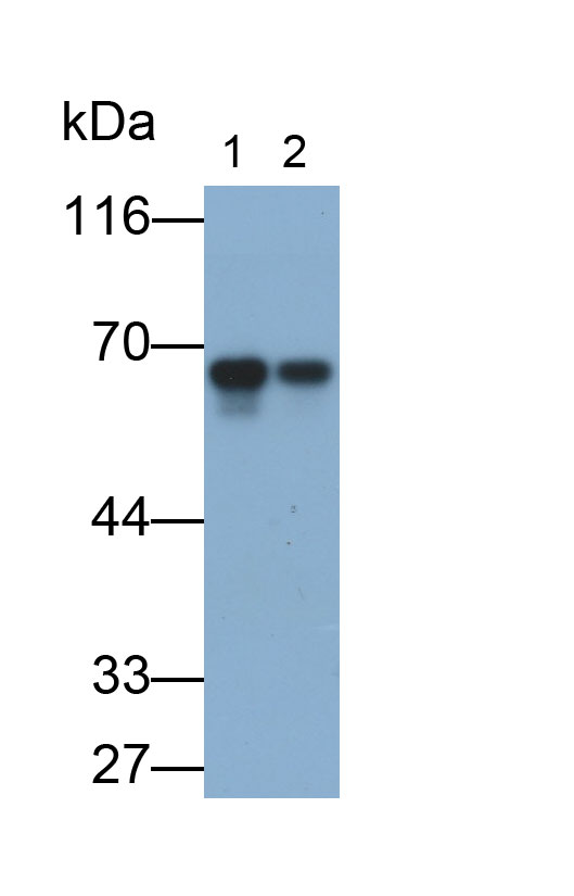 Monoclonal Antibody to Cluster Of Differentiation 58 (CD58)