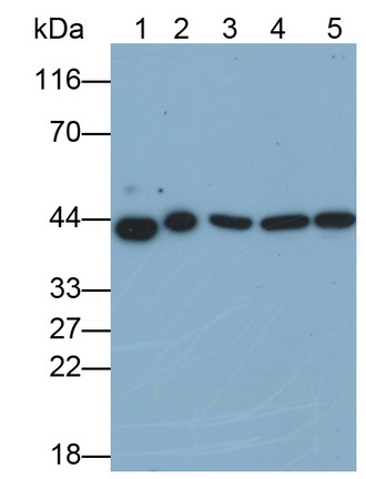 Monoclonal Antibody to Extracellular Signal Regulated Kinase 2 (ERK2)