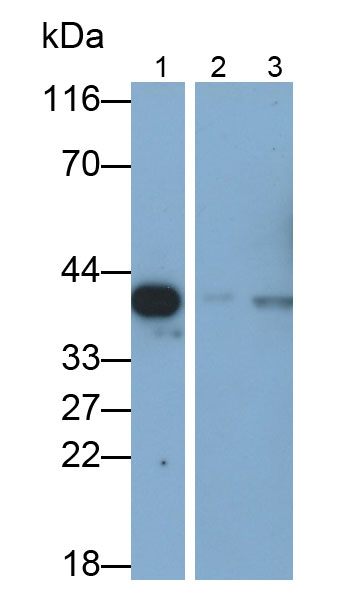 Monoclonal Antibody to Extracellular Signal Regulated Kinase 2 (ERK2)