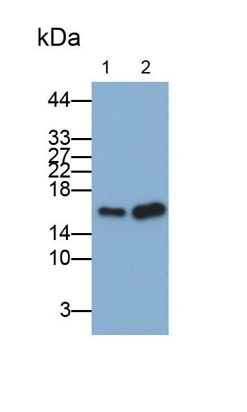Monoclonal Antibody to Cyclophilin A (CYPA)