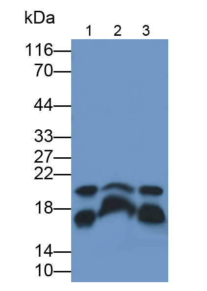 Monoclonal Antibody to Cyclophilin A (CYPA)