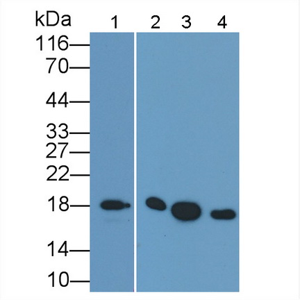 Monoclonal Antibody to Cyclophilin A (CYPA)