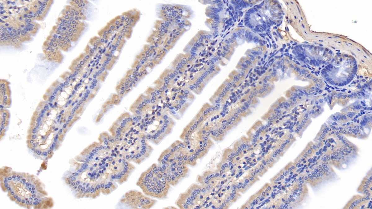 Monoclonal Antibody to Cyclophilin A (CYPA)