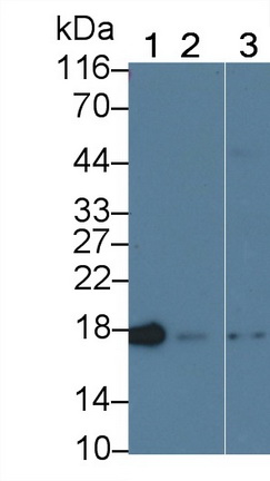 Monoclonal Antibody to Cyclophilin A (CYPA)