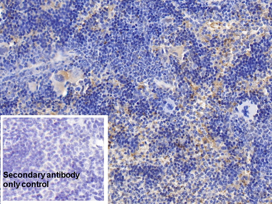 Monoclonal Antibody to Cyclophilin A (CYPA)