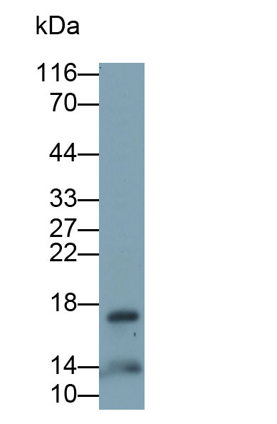 Monoclonal Antibody to Alpha-Lactalbumin (aLA)