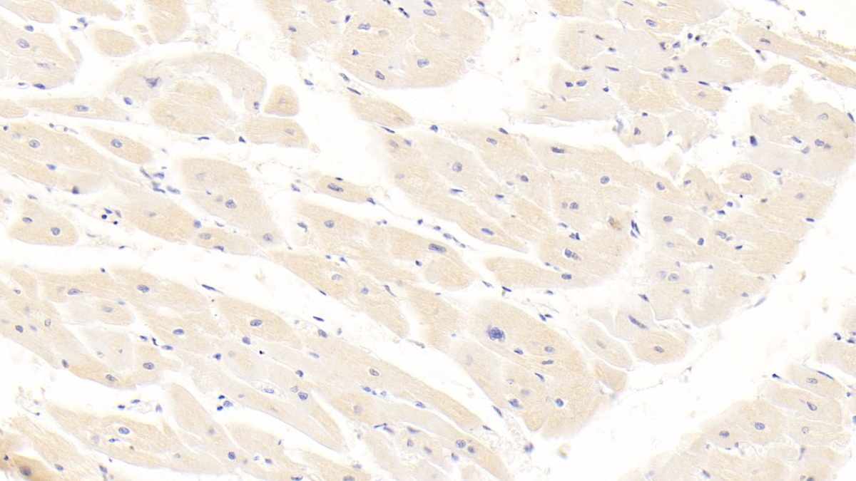 Monoclonal Antibody to Albumin (ALB)