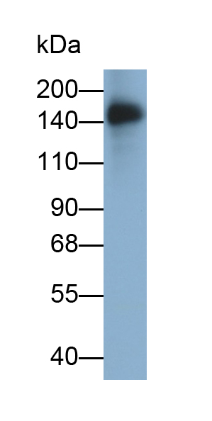 Monoclonal Antibody to Protein Tyrosine Phosphatase Receptor Type C (CD45)