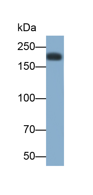 Monoclonal Antibody to Protein Tyrosine Phosphatase Receptor Type C (CD45)