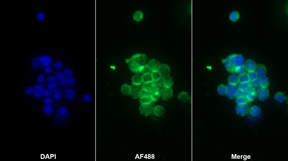 Monoclonal Antibody to Protein Tyrosine Phosphatase Receptor Type C (CD45)