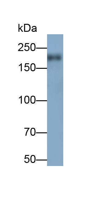Monoclonal Antibody to Protein Tyrosine Phosphatase Receptor Type C (CD45)