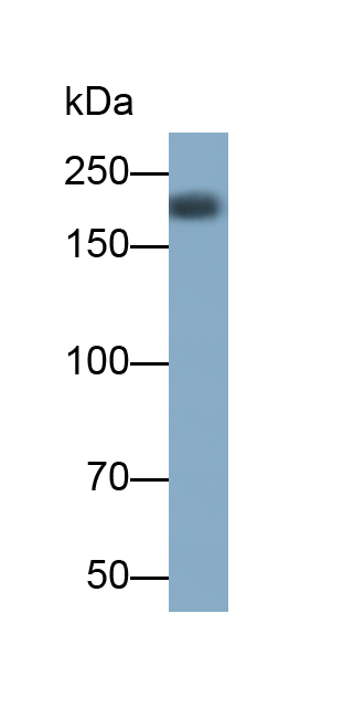 Monoclonal Antibody to Protein Tyrosine Phosphatase Receptor Type C (CD45)