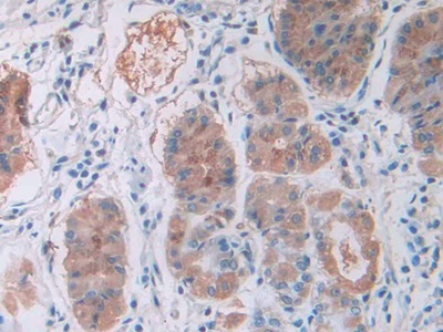 Monoclonal Antibody to Cholecystokinin 8 (CCK8)