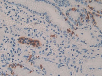 Monoclonal Antibody to Cholecystokinin 8 (CCK8)