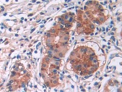 Monoclonal Antibody to Cholecystokinin 8 (CCK8)