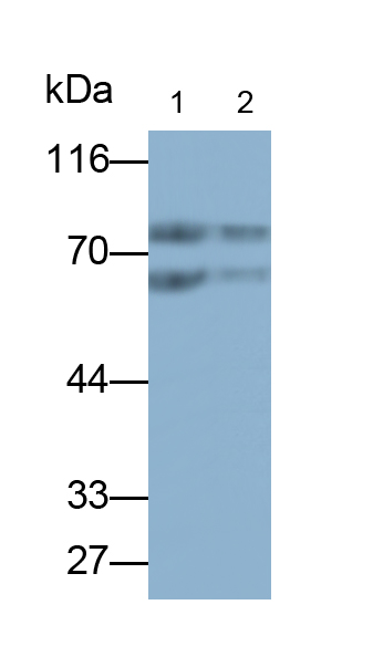 Monoclonal Antibody to Cluster Of Differentiation 15 (CD15)