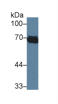 Monoclonal Antibody to Heat Shock 70kDa Protein 1 Like Protein (HSPA1L)