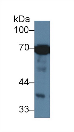 Monoclonal Antibody to Heat Shock 70kDa Protein 1 Like Protein (HSPA1L)