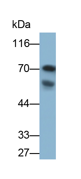 Monoclonal Antibody to Heat Shock 70kDa Protein 1 Like Protein (HSPA1L)