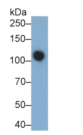 Monoclonal Antibody to Alanine Aminopeptidase (AAP)