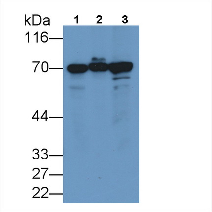 Monoclonal Antibody to Heat Shock 70kDa Protein 1A (HSPA1A)