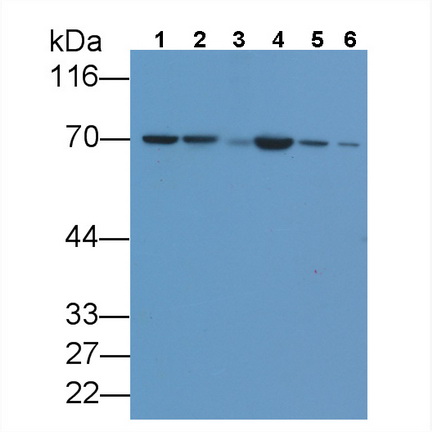 Monoclonal Antibody to Heat Shock 70kDa Protein 1A (HSPA1A)