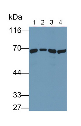 Monoclonal Antibody to Heat Shock 70kDa Protein 1A (HSPA1A)