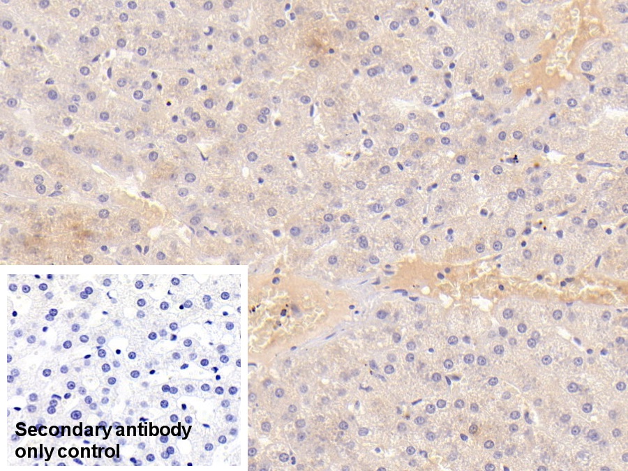 Monoclonal Antibody to Alkaline Phosphatase, Tissue-nonspecific (ALPL)