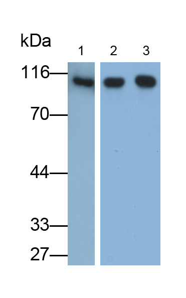 Monoclonal Antibody to Dynamin 2 (DNM2)