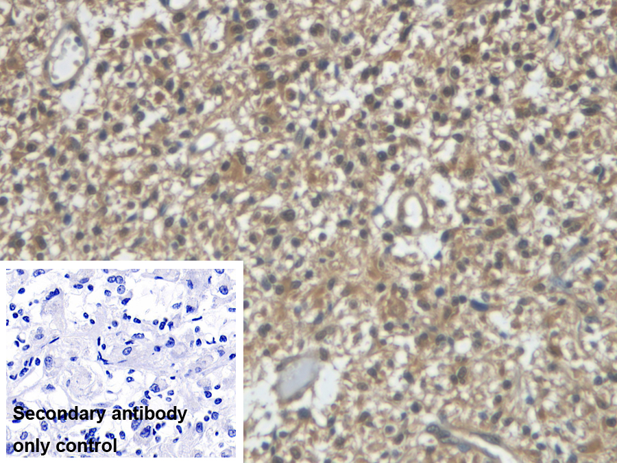 Monoclonal Antibody to VGF Nerve Growth Factor Inducible (VGF)