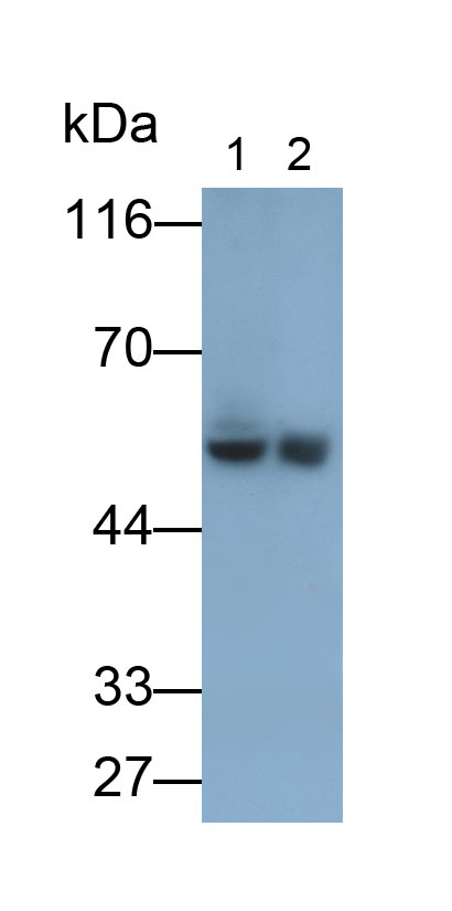 Monoclonal Antibody to Cluster Of Differentiation 4 (CD4)
