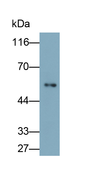 Monoclonal Antibody to Cluster Of Differentiation 4 (CD4)