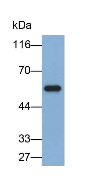 Monoclonal Antibody to Clusterin (CLU)