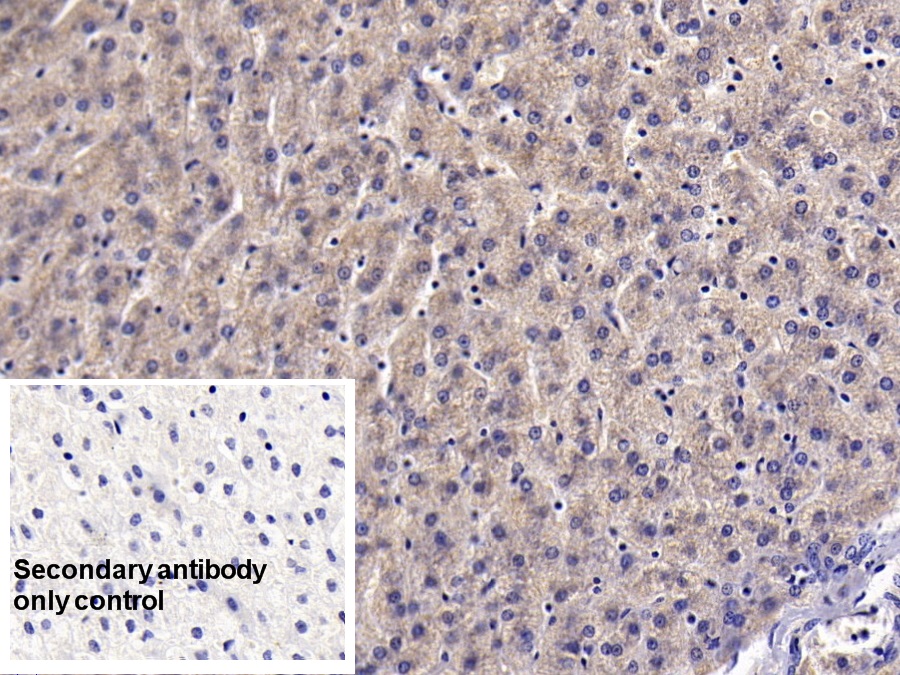 Monoclonal Antibody to Clusterin (CLU)