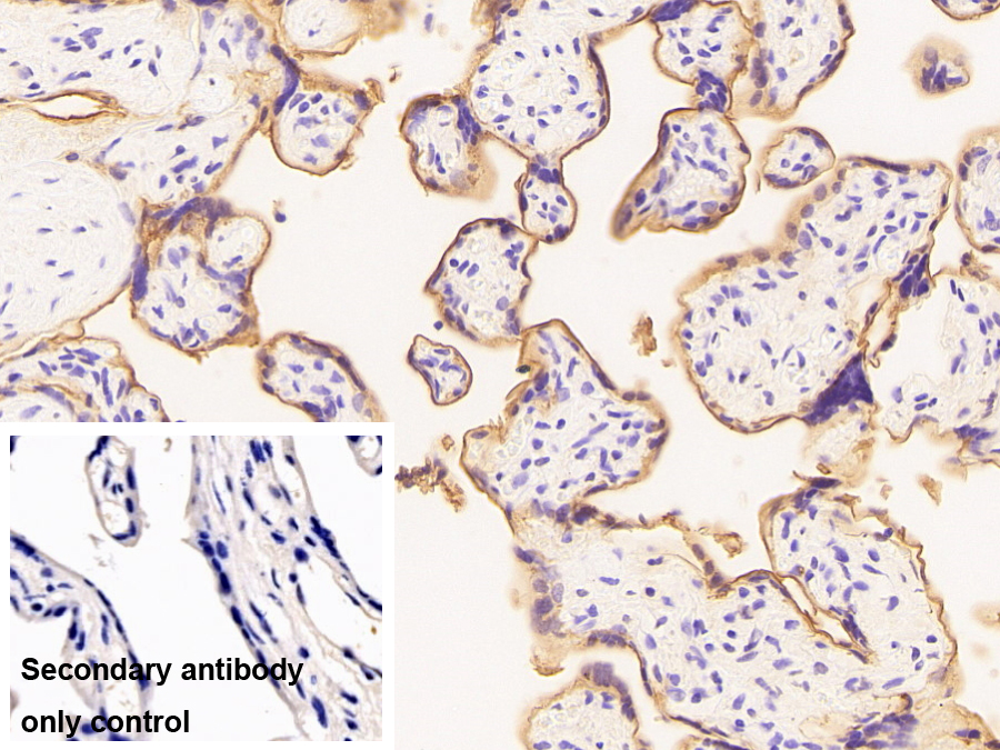 Monoclonal Antibody to Alkaline Phosphatase, Placental (ALPP)