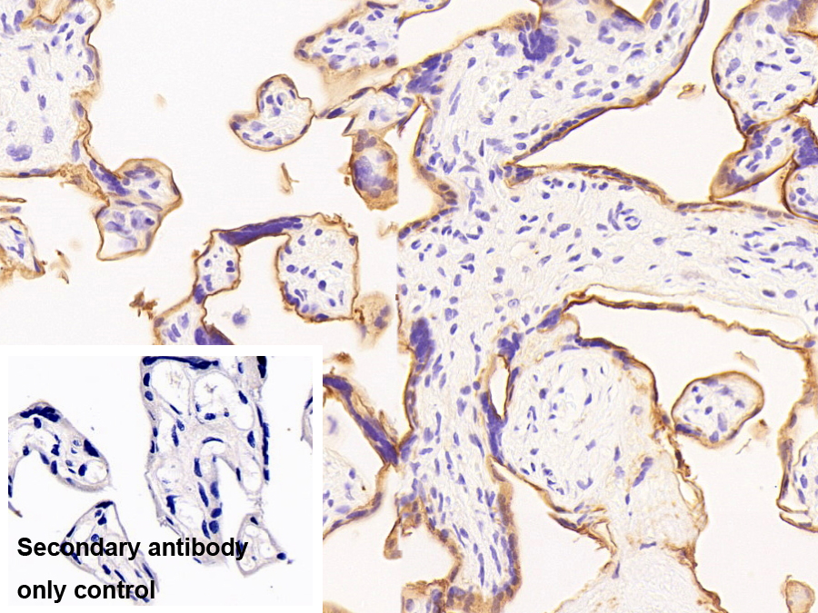 Monoclonal Antibody to Alkaline Phosphatase, Placental (ALPP)