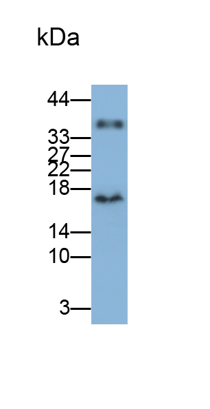 Monoclonal Antibody to Synuclein Alpha (SNCa)