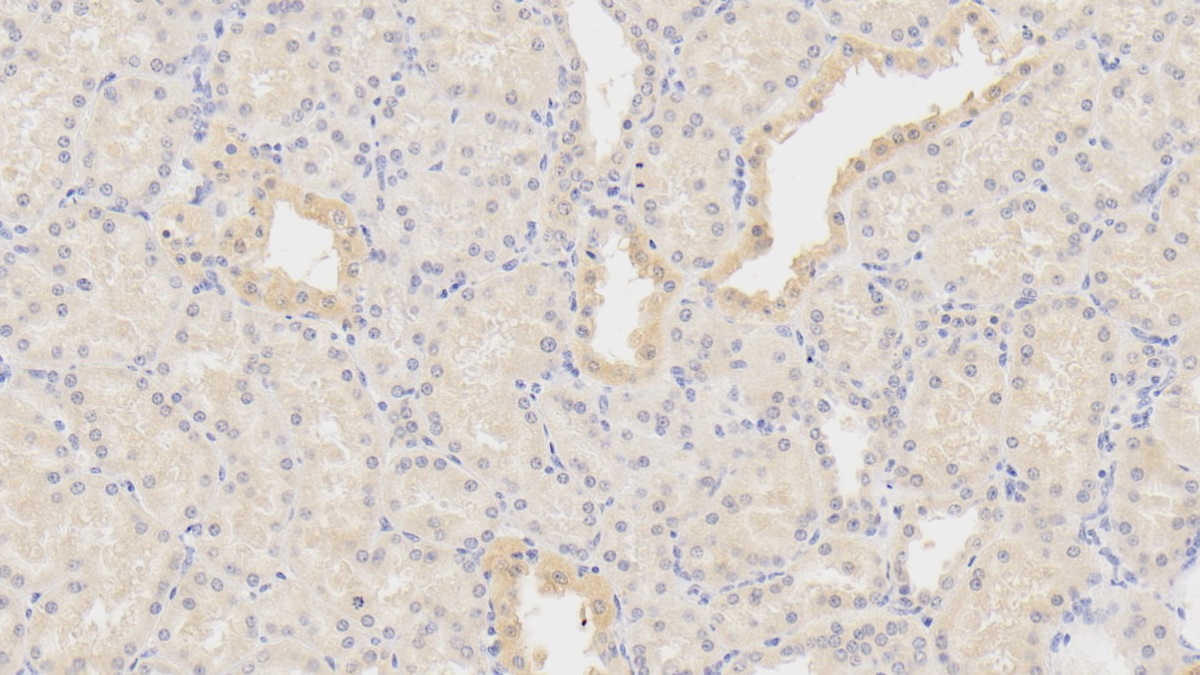 Monoclonal Antibody to Plasminogen (Plg)