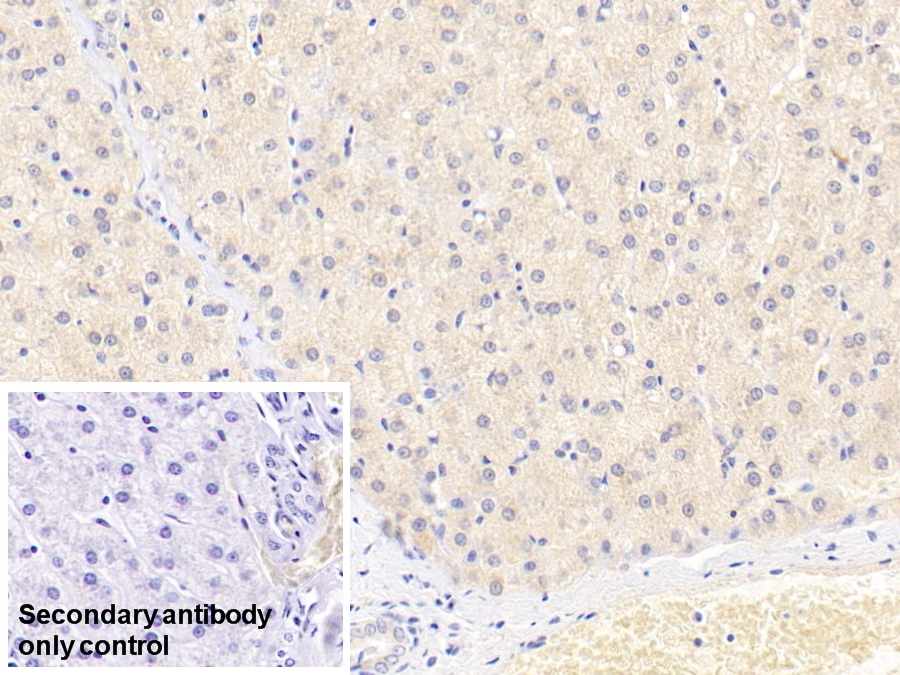 Monoclonal Antibody to Plasminogen (Plg)