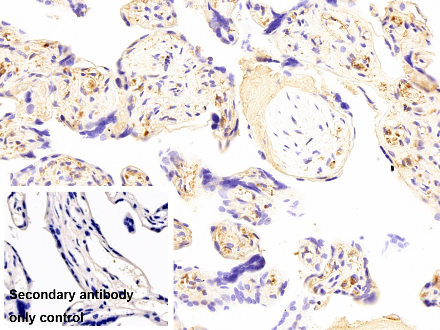 Monoclonal Antibody to Plasminogen (Plg)