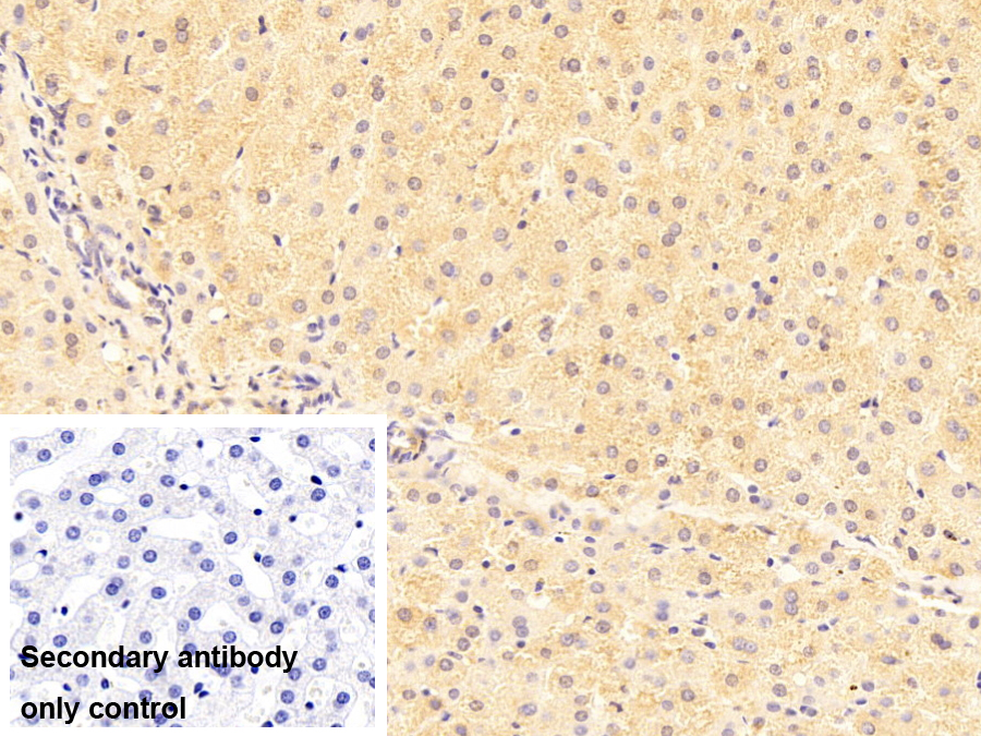 Monoclonal Antibody to Plasminogen (Plg)
