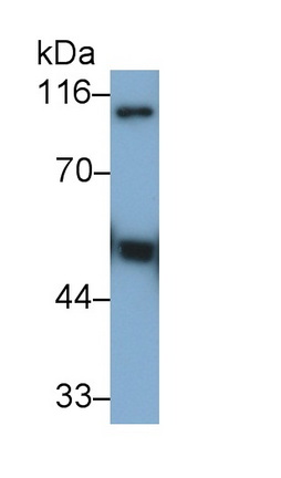 Monoclonal Antibody to Plasminogen (Plg)