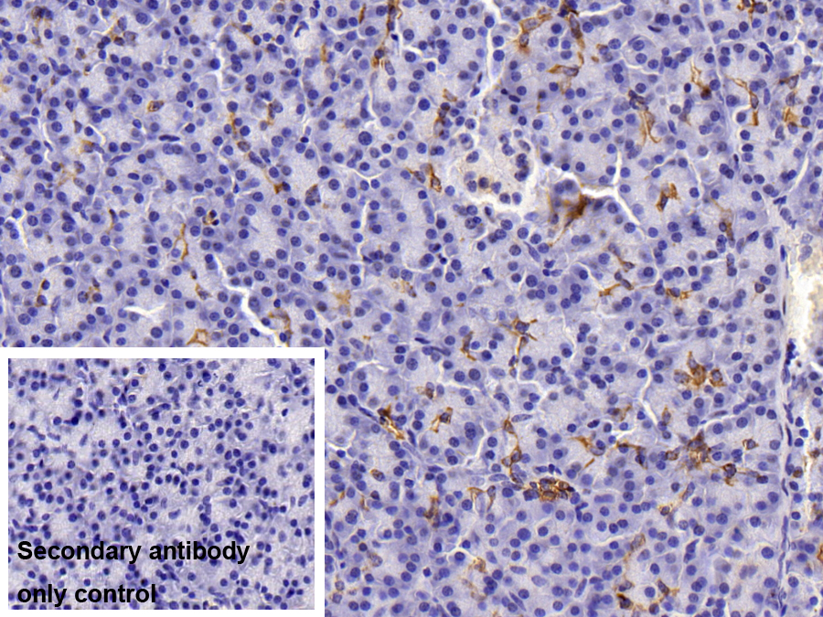Monoclonal Antibody to Cytokeratin 19 (CK19)