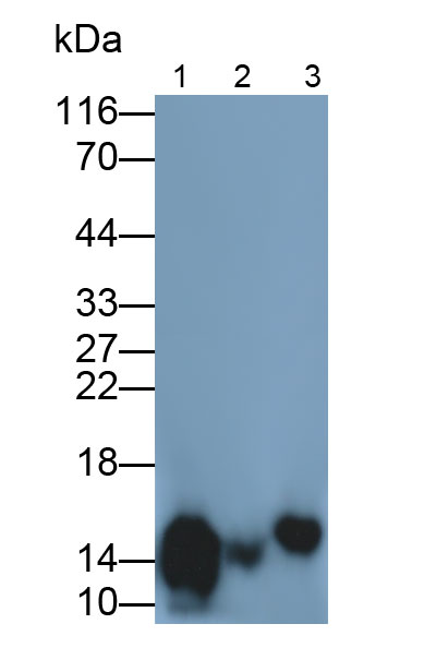 Monoclonal Antibody to Heart-type Fatty Acid Binding Protein (H-FABP)