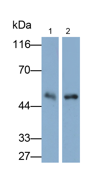 Monoclonal Antibody to Procollagen C-Endopeptidase Enhancer (PCOLCE)