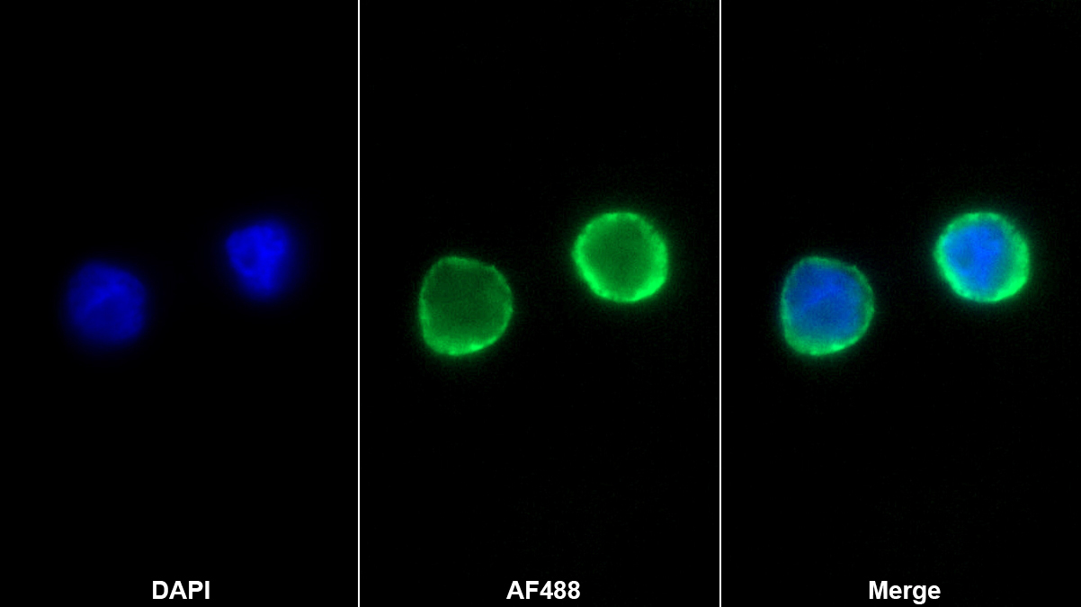 Monoclonal Antibody to Thymic Stromal Lymphopoietin (TSLP)