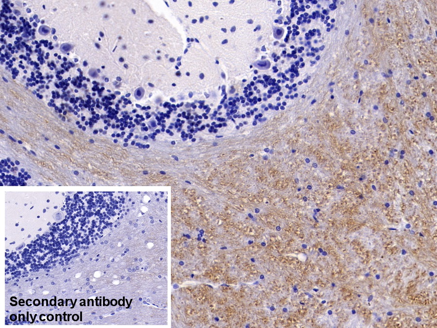 Monoclonal Antibody to Microtubule Associated Protein 2 (MAP2)